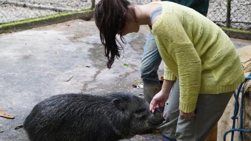 Pekaris sind auch nur Schweine | Anna und Halsbandpekari Gino. Die Auffangstation amaZOOnico ist nur eine Zwischenstation zur Freiheit.