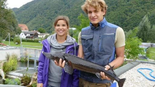 Störfall an der Donau | Max zeigt Anna welche Sterlete bereits registriert sind und darauf warten, wieder in die Donau ausgesetzt zu werden.