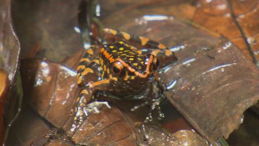 Welcher Frosch quakt nachts im Dschungel? | Der Hylarana picturata ist ein besonders bunter Frosch. Die grellen Warnfarben sind eine Botschaft an seine Fressfeinde: Achtung, ich bin giftig.