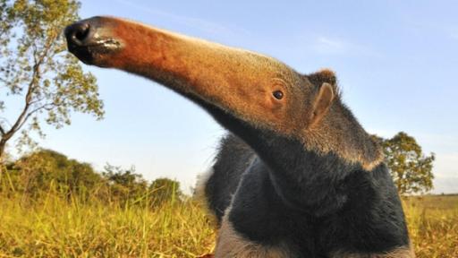 Großer Ameisenbär (Goias, Brasilien)