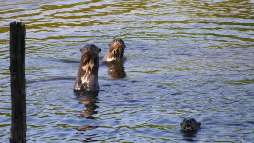 Wo steckt der Riesenotter? | Der Riesenotter ist der Gigant unter den Ottern. Sie werden bis zu 2 Meter lang. Sie  leben in Rudeln und werden deshalb auch "Flusswolf" genannt.