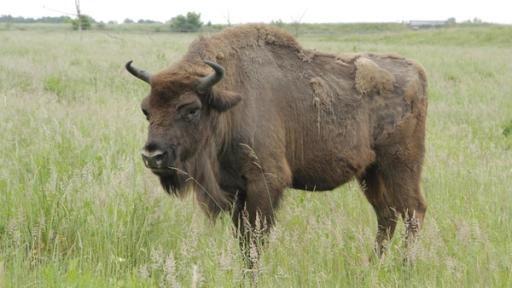 Wo weidet der Wisent? / Wisent auf der Weide