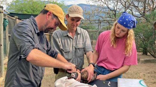 Flieg weiter, kleiner Geier! | Tierreporterin Nina hilft einem Tierarzt-Team beim Besendern eines Kappengeiers. Von dieser Art leben in Südafrika nur noch 200 Individuen in freier Wildbahn. (v. l.: John Peter Davies, Martial Rappo, Nina Ploghaus)