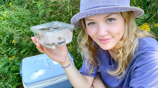 Ein Paradies für Zauneidechsen | In Schleswig-Holstein darf Nina helfen, kleine Zauneidechsen auszuwildern. 