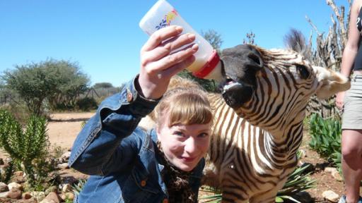 Eine Herde für Zebra Benny / Paula füttert das Zebra.