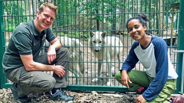 Pia und Frank Faß mit dem einjährigen Arktischen Jungwolf „Cosmo“ im Wolfcenter Dörveden
