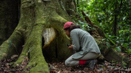 Abenteuer im Amazonas-Regenwald | Pia soll in eine ausgewachsene Würgefeige hineinkriechen
