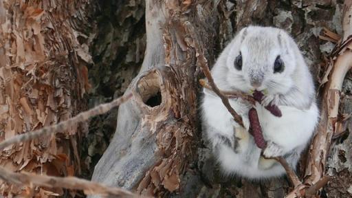 Wo versteckt sich das Gleithörnchen? | Gleithörnchen sitzt auf einem Ast.