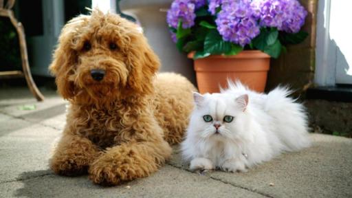 Wuffel (links) und Kater George (rechts) liegen nebeneinander.